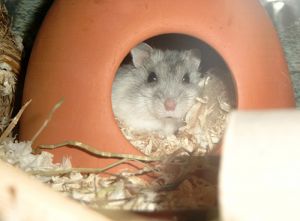 Hamster im Toniglu