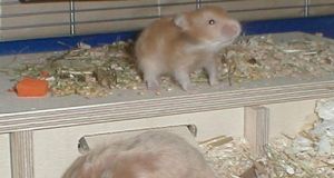 Hamsterbabys mit 18 Tagen