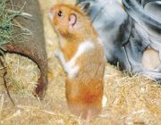 Hinki, ein Hamster auf drei Beinen