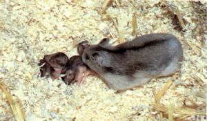 Hamstermama mit ihren Babys