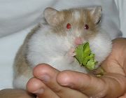 Milki mit Salatsnack auf der Hand