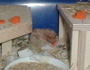 Hamsterbaby mit Möhre