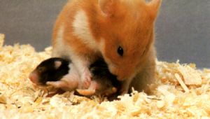 Hamstermutter hilft bei der Körperpflege