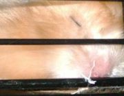 Hamster im Tiefschlaf
