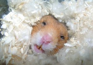 Hamsterbett aus Nistmaterial