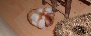 Hamster bei der "Putzakrobatik"