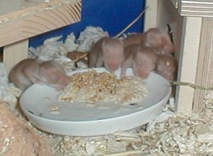 Hamsterbabys mit 11 Tagen