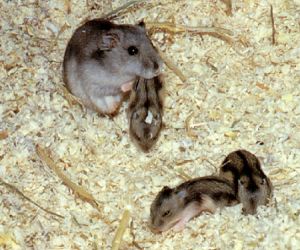 Hamstermama mit ihren Babys