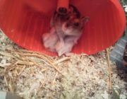 Hamsterdame und ihren beiden Babys beim Stillen