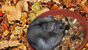 Hamster im Trockenfutter-Paradies