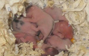 Hamsterbabys mit ca. 4 Tagen