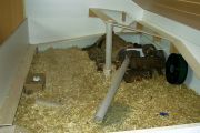 Hamster Schnuffels 4m² Behausung #2
