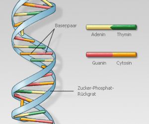 Die DNS-Struktur