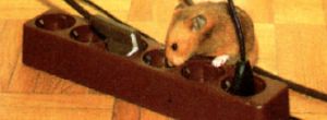 Hamster erkundet eine Steckdose