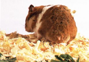 Hamster mit verklebtem Fell