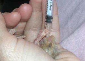 Handaufzucht bei einem Hamsterbaby