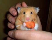 Hamster mit Karotte
