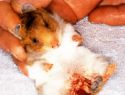 Tipps & Tricks zum Thema: Hamsterkrankheiten