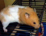 Hamster auf dem Käfig