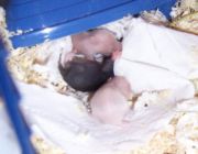 Kuschelnde Hamsterbabys im Nest