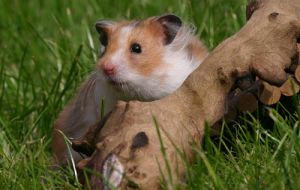 Hamster im Garten