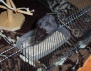 Hamster beim "Seiltanz"