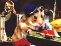 Geschichten und Berichte von Hamsterfreunden