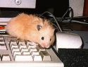 Internet für Hamsterfreunde