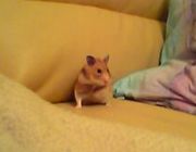 Hamster auf dem Sofa