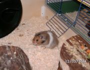 Hamster Teddy