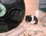 Hamster Paul!