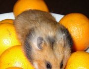 Hamster im Orangenmantel