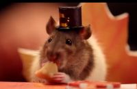 So feiern kleine Hamster und ein Hase Thanksgiving