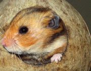 Hr. Hamster in seiner Kokosnuss