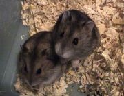 Mice und Finni mit 2 Monaten