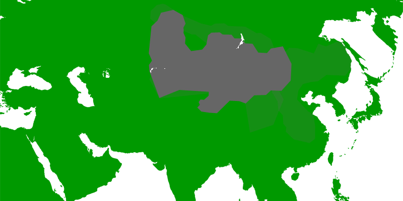 Herkunftsgebiet der Dsungarischen-Zwerghamster