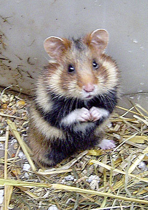 Ansichtskarte common hamster Feldhamster mit dicken Backentaschen