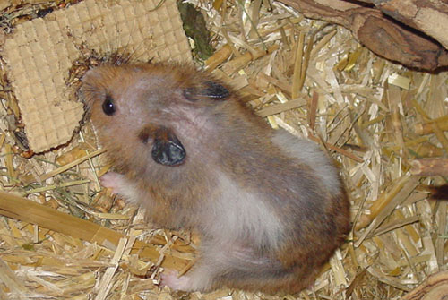 Hamster stirbt anzeichen