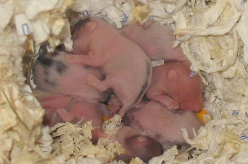 Stirbt anzeichen hamster Alter Hamster